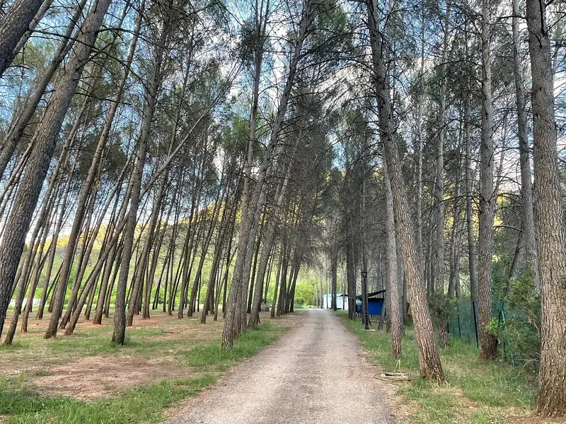 Paseos entre pinos